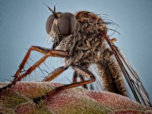 robber-fly-macro-insect_89922_990x742