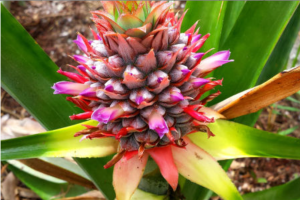 Screen Shot 2015-05-10 at 7.25.44 PM