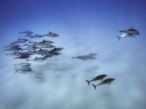 spinner-dolphins-hawaii_89672_990x742 copy