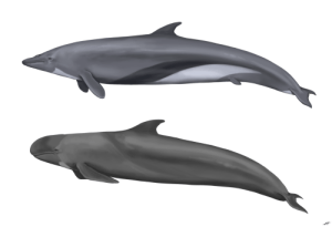 tumblr_nglzskMIAs1qi4c04o1_500