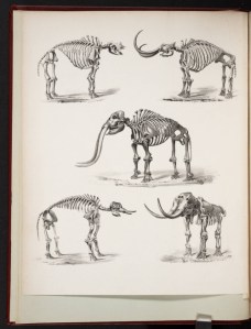 tumblr_nnj9k0tP3T1ry3nado2_500