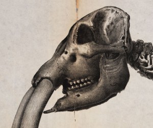 tumblr_nnj9k0tP3T1ry3nado5_500