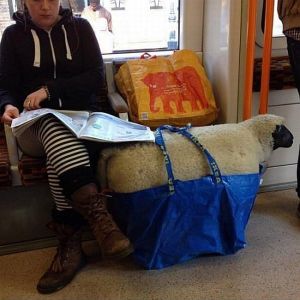 daily_picdump_1671_640_87