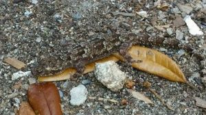 daily_picdump_1717_640_16