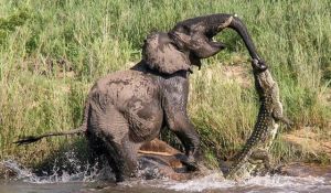 daily_picdump_1785_640_90 copy