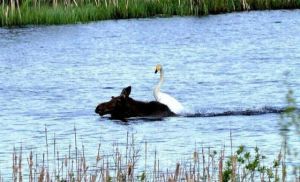 daily_picdump_1842_640_09