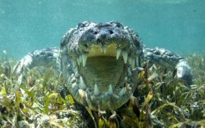 morning_picdump_619_640_40