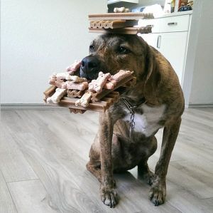 morning_picdump_669_640_08