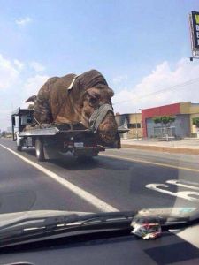 morning_picdump_766_640_42