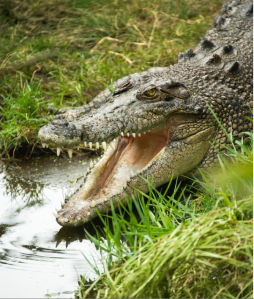 Screen Shot 2014-11-21 at 6.50.52 AM