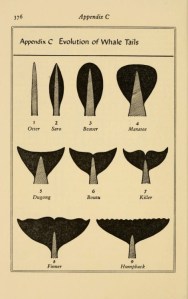 tumblr_nnh0157lqL1tn7avwo1_500