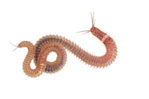 2_polychaetewormgal.ngsversion.67c529169cdaf341e642dec2a1ab588f.adapt.885.1