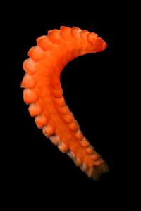 6_polychaetewormgal.ngsversion.4988f0adeecc39e397dcfc4e249499c4.adapt.470.1