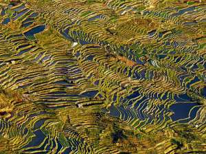 aerial-rice-terrace-china_90679_990x742