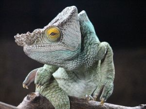 chameleon-reptile-perched_91002_990x742