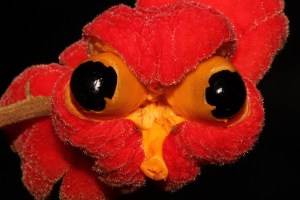 cupaniopsis-flagelliformis1