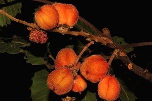 cupaniopsis-flagelliformis2