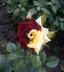 daily_picdump_1846_640_43