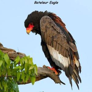 daily_picdump_1860_640_27