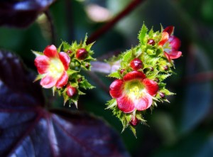 jatropha-gossypifolia