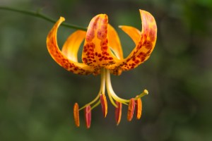 lilium-humboldtii