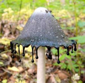 morning_picdump_784_640_18