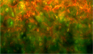 Screen Shot 2015-06-19 at 9.57.51 AM