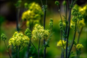 thalictrum-flavum