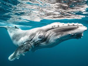 baby-humpback-whale_91284_990x742