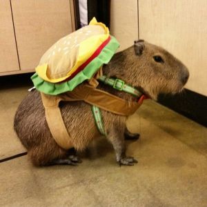 capybara