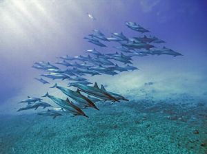 dolphins-pod-hawaii_91005_990x742