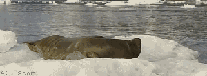 funny-gif-seal-awkward-sleeping