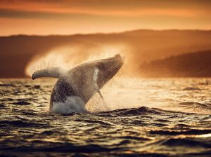 humpback-whale-breach_90675_990x742