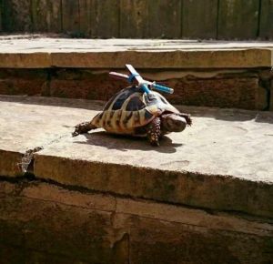 morning_picdump_739_640_42