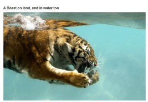 very_interesting_photo_06