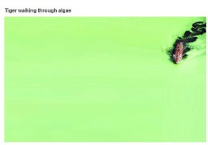 very_interesting_photo_09-1