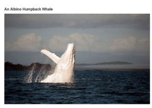 very_interesting_photos_03-2