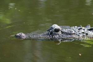 alligators_can_walk_perfectly_upright_under_water_640_01