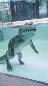 alligators_can_walk_perfectly_upright_under_water_640_02