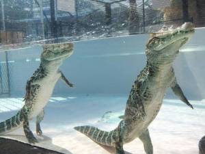 alligators_can_walk_perfectly_upright_under_water_640_03