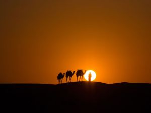 camel-caravan-sunset-2_91283_990x742