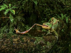 chameleon-insect-foraging_91468_990x742