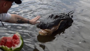 daily_gifdump_890_04