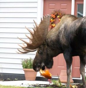 daily_picdump_1662_640_83