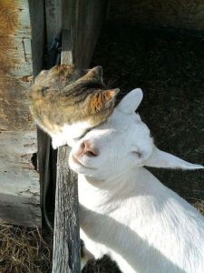 daily_picdump_1677_640_93