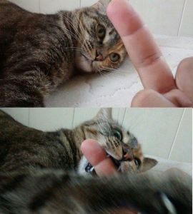 daily_picdump_1841_640_89