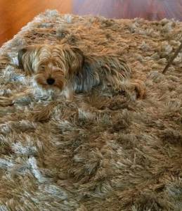 daily_picdump_1860_640_37