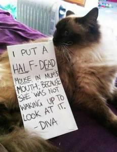 daily_picdump_1865_640_52