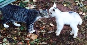 daily_picdump_1905_640_35