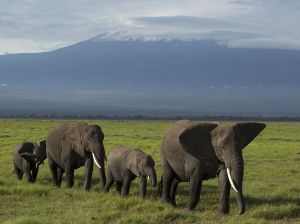 elephant-herd-kilimanjaro_91289_990x742